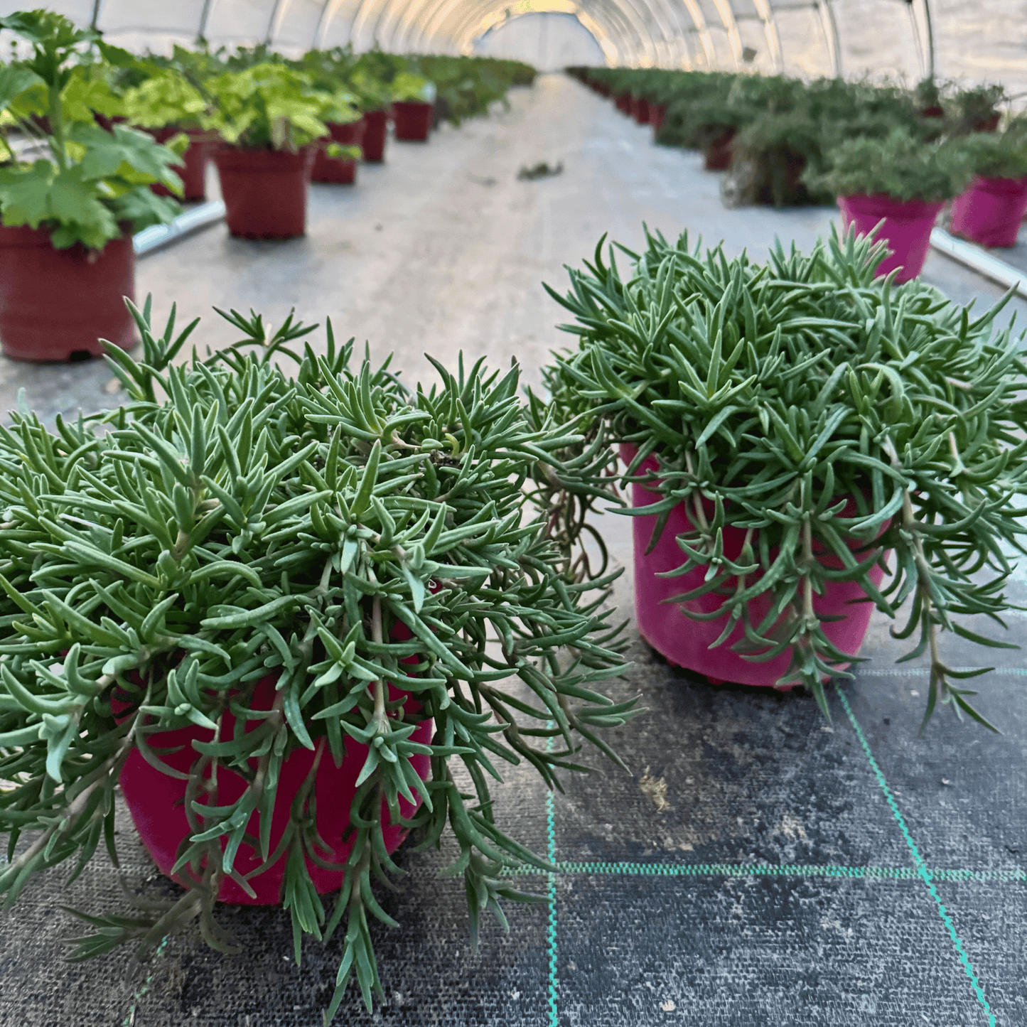 Cascade Fleurie des Roches 🌵